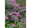 Будлея  Пінк каскад ( Buddleya pink_cascade )